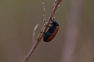 Ladybug clinging to a stem