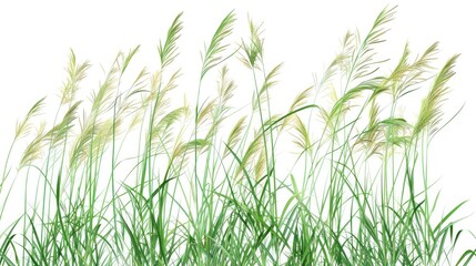 Obraz premium A cluster of tall grass swaying gently in the breeze