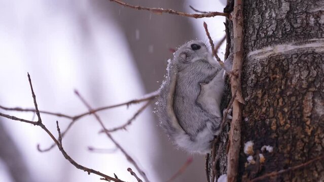 北海道　冬のエゾモモンガ