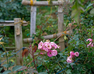 Small pink roses in Northern Blossoms Garden in Atok Benguet Philippines.