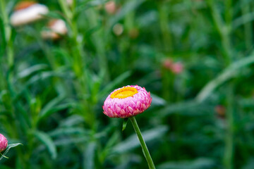 Pink strawflowers in Northern Blossoms Garden in Atok Benguet, Philippines.
