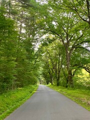 Tree-lined road or tunnel of trees with paved road through country