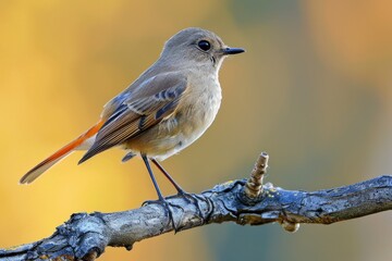 A small bird is perched on a branch in nature