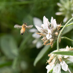 A Honey Bee in a Meadow of Flowers