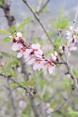 pink flower of the almond tree