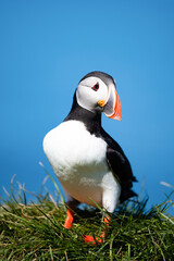 Stunning view of a cute puffin, a sharply dressed black-and-white seabird with a huge, multicolored bill, the Atlantic Puffin is often called the clown of the sea. Borgarfjörður, Iceland.