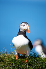 Stunning view of a cute puffin, a sharply dressed black-and-white seabird with a huge, multicolored bill, the Atlantic Puffin is often called the clown of the sea. Borgarfjörður, Iceland.