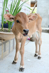 closeup the red brown cow calf stand and enjoy the nature soft focus natural grey brown background.