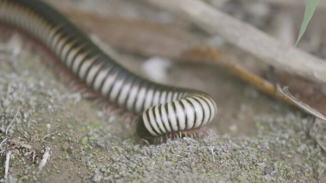 Giant African Millipede Macro Close Up