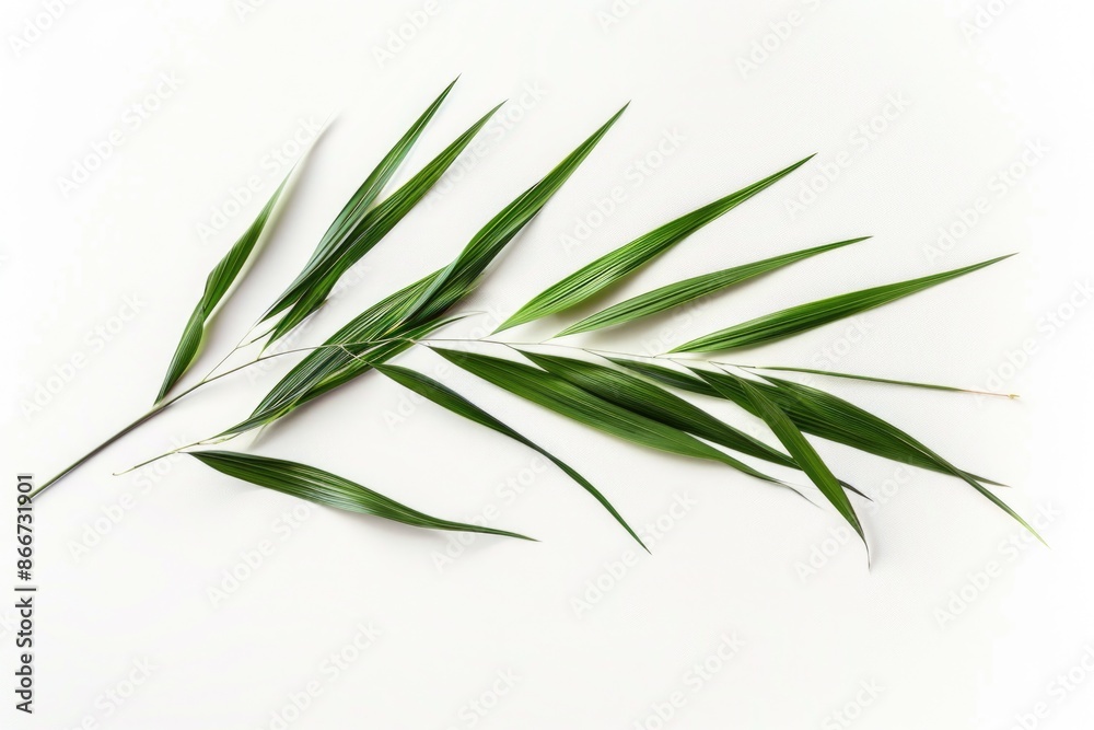 Poster a detailed view of a single green leaf on a white background, ideal for use in botanical or nature-t