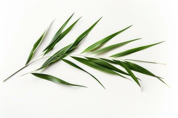 Fototapeta premium A detailed view of a single green leaf on a white background, ideal for use in botanical or nature-themed designs