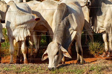 Um pequeno grupo de bois reunidos no pasto de uma fazenda.