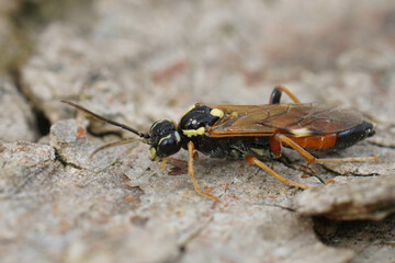 Closeup on a Common colorfull European sawfly, Aglaostigma aucupariae on a piece of wood