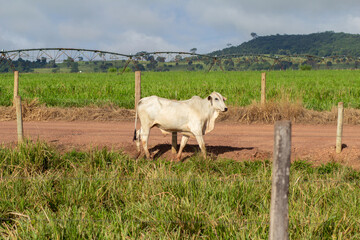 Um boi em um pasto fresco de uma fazenda.