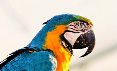 blue and gold macaw