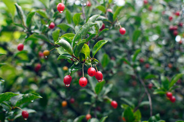 Elaeagnus Umbellata ( Gumi or Cherry silverberry, silverberry oleaster) . Ripe red berries of Japanese silverberry fruit bush growing on a branch with water drops after rain. Wet leaves and berries.