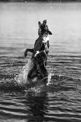 Fototapeta premium Border collie skacze do wody z dużej prędkości w słoneczny dzień czarno białe zdjęcie