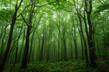 Obraz premium A dense forest with numerous green trees, ideal for landscape or nature photography