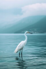 A white bird stands in the middle of a calm body of water, surrounded by peaceful surroundings