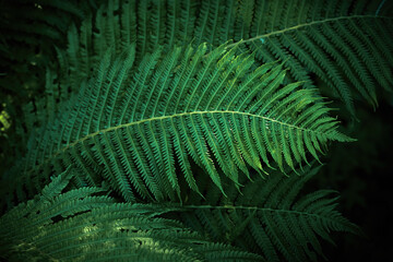 Lush Fern Leaves. Vibrant green fern leaves in a forest