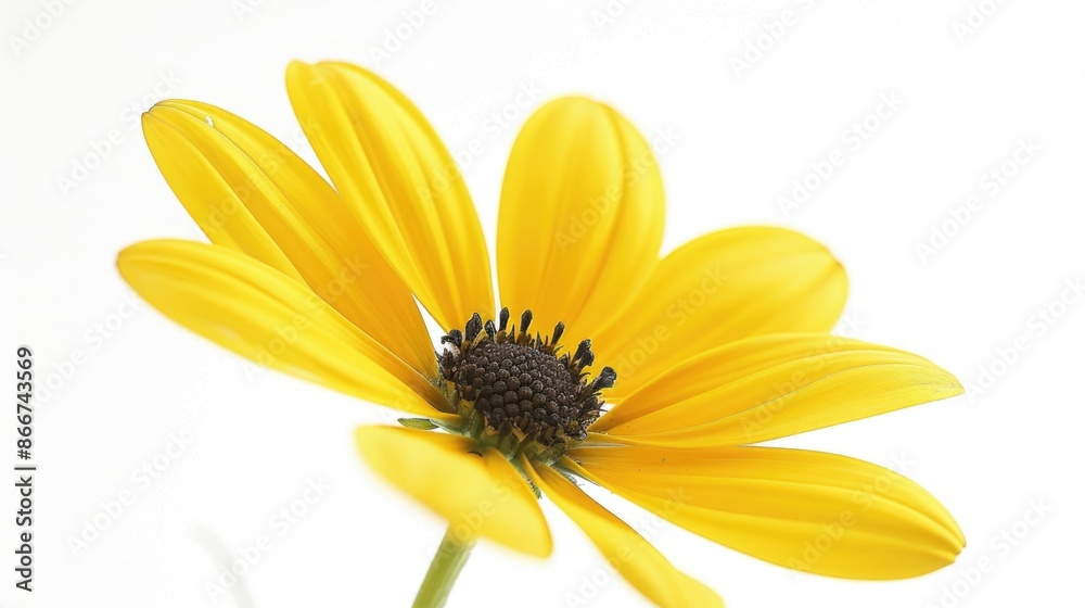 Poster a close-up of a bright yellow flower against a clean white background, perfect for use in designs an