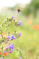 Bumblebee collects nectar from wild flowers. Pollination of flowers by insects. Lawn with flowers, selective focus, summer. Close-up of a bee near a purple flower