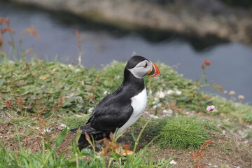 Schottland - Landschaften und Tiere
Scotland - landscape, nature and animals
