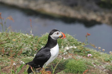 Schottland - Landschaften und Tiere
Scotland - landscape, nature and animals