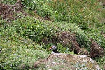 Schottland - Landschaften und Tiere
Scotland - landscape, nature and animals