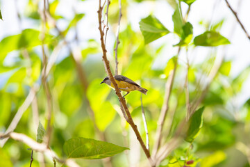 Um Bem-te-vi (Pitangus sulphuratus) empoleirado no galho de um pé de amora.