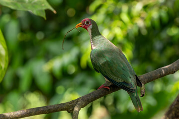 Jambu Fruit Dove - Ptilinopus jambu, beautiful colored fruit dove from forests of Southeast Asia, Borneo, Malaysia.