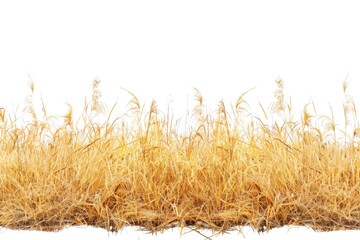 Landscape image of dry grass with a white sky background, suitable for use in outdoor or nature-themed contexts