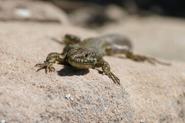 Common wall lizard (Podarcis muralis) reptile close-up outrood