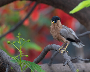 A brahminy starling perching on a tree