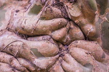 plant textures summer sunshine