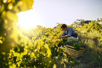 Agriculture, farm and man with vegetables, natural produce and organic food in green field....