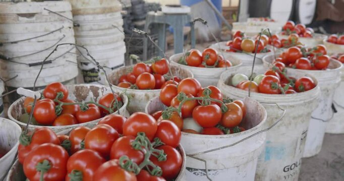 Tomatoes in Card Board Boxes Slow Travelling