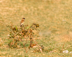 A Stonechat on a Bush