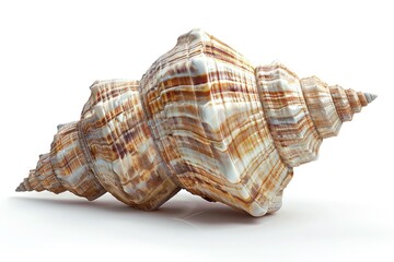 A large shell placed on a white surface, suitable for use in still life photography, product displays or decorative arrangements