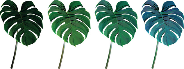 Vector monstera plant set. Tropical plant, leaf. Paradise plant. Multi-colored leaf © Alaska_artworks