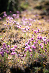 Obraz premium field of pink flowers, sweden