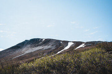 landscape with yellow flowers in the mountains (National park Sanfjället), Sweden