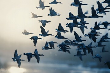 Fototapeta premium Flock of Birds in Flight at Sunset Over Water 