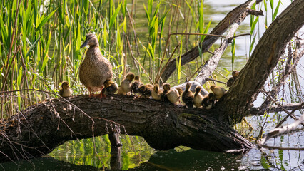 family birds in the nest
