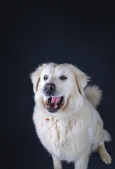 Biały owczarek podhalański polska rasa pies pasterski w studio na czarnym tle łapie smakołyka