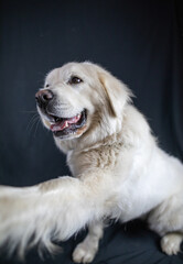 Biały owczarek podhalański polska rasa pies pasterski w studio na czarnym tle podaje łapę