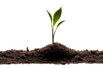 A single seed sprouting from the earth, captured on a plain white background.