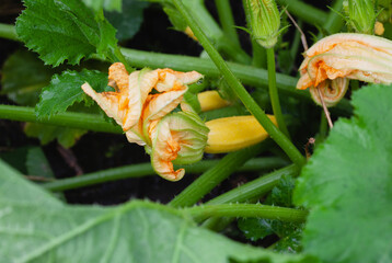 Yellow zucchini with a flower in the garden.
