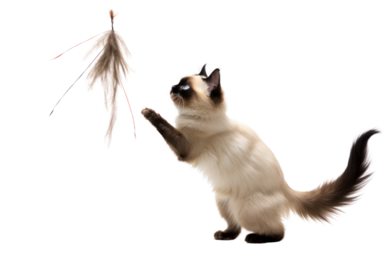 A mischievous Siamese cat batting at a dangling feather toy against a stark white background