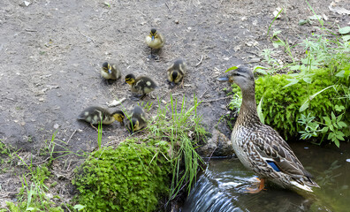 mother duck with cubs on the bank near the river